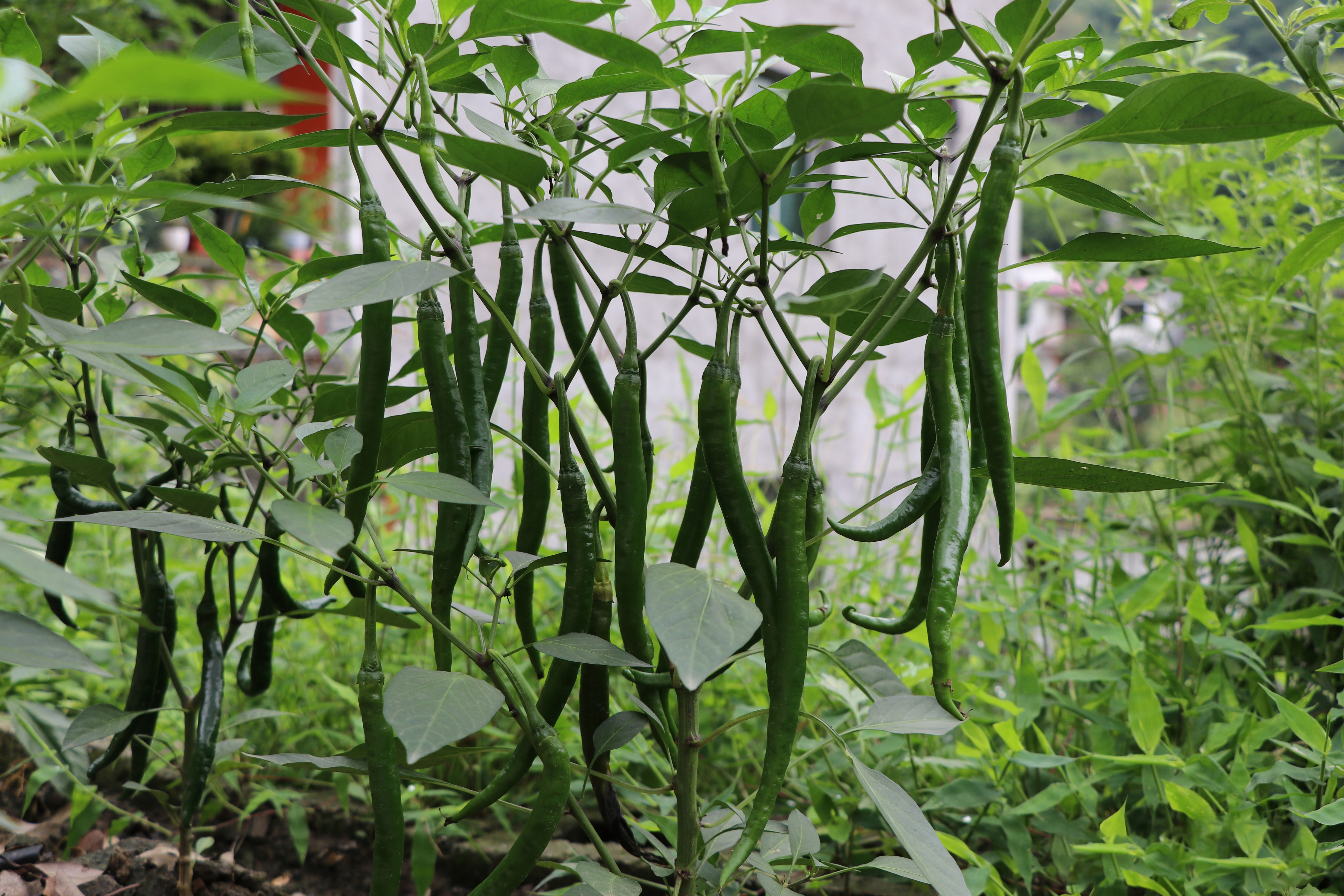 得荣树椒国家地理标志商标